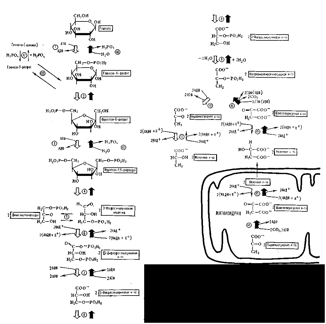 Гликолиз схема процесса ферменты и их локализация