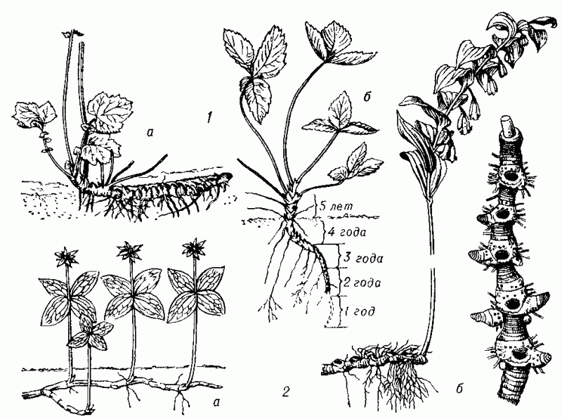 Корневища: 1 - эпигеогенные - горизонтальное у гравилата (а), вертикальное у земляники (б); 2 - гипогеогенные - моноподиально нарастающие у вороньего глаза (а), симподиально нарастающее у купены (6) (справа - увеличено).