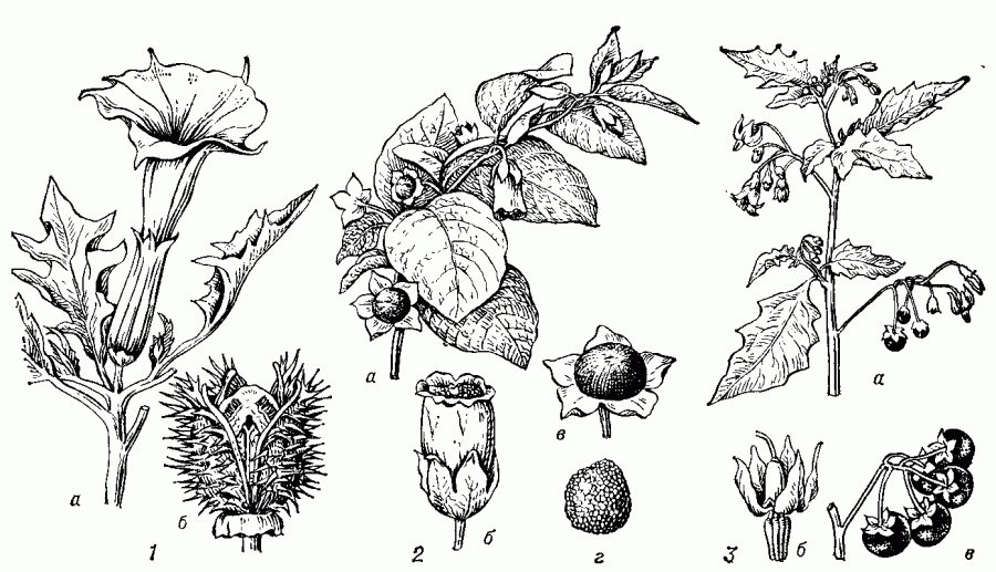 <strong></div>Паслёновые</strong>: 1 - дурман обыкновенный (Datura stramonium): a - ветвь с цветком, б - зрелая коробочка; 2 - красавка белладонна (Atropa belladonna): a - ветвь с цветками, 6 - цветок, в - плод с остающейся при нём чашечкой, г - семя; 3 - паслён чёрный (Solanum nigrum): a - ветвь с цветками и плодами, б - цветок, в - плоды.