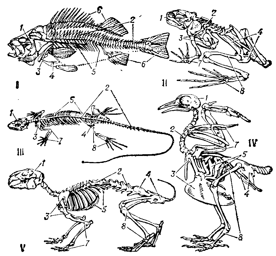 Схема опорно двигательной системы птиц