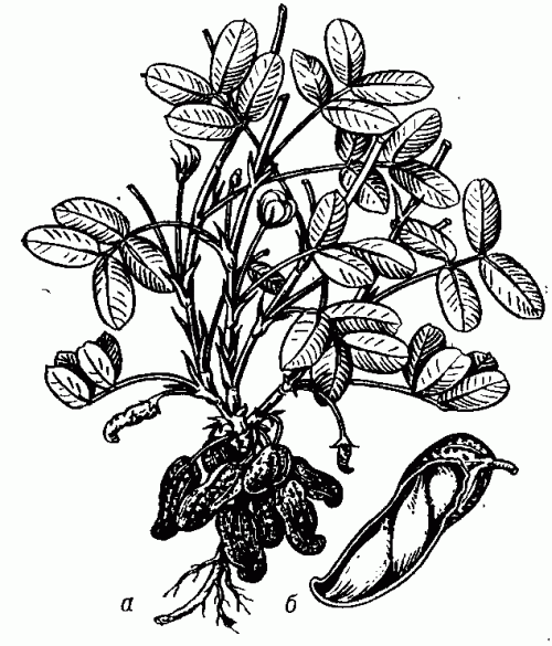 Земляной орех: а - нижняя часть растения с листьями, цветками, с молодыми и зрелыми плодами; б - боб с семенами.