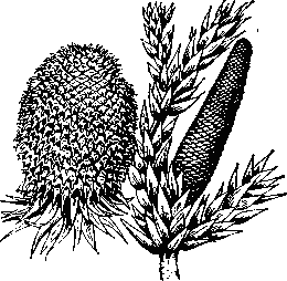 <strong>Араукария</strong> узколистная (A. angustifolia):i слева - мегастробил (шишка); справа - микростробил.