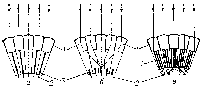 Схема возникновения сетчаточного изображения в аппозиционных (а), оптикосуперпозициониых (6) и нейросуперпозиционных (в) фасеточных глазах: 1 - отдельные омматидии со слитым (а, б) или открытым (в) рабдомом; 2 - аксоны зрительных клеток; 3 - рабдом слитый; 4 - рабдом открытый. Заштрихованы те рабдомы, на к-рые попадают параллельно идущие лучи света (показаны стрелками.).