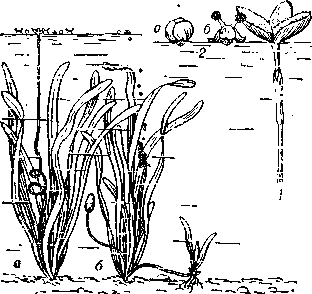 <strong>Гидрофилия</strong> у валлисиерии: слева - женское (а) и мужское (б) растения; справа - опыление, происходяще
                        <span class=