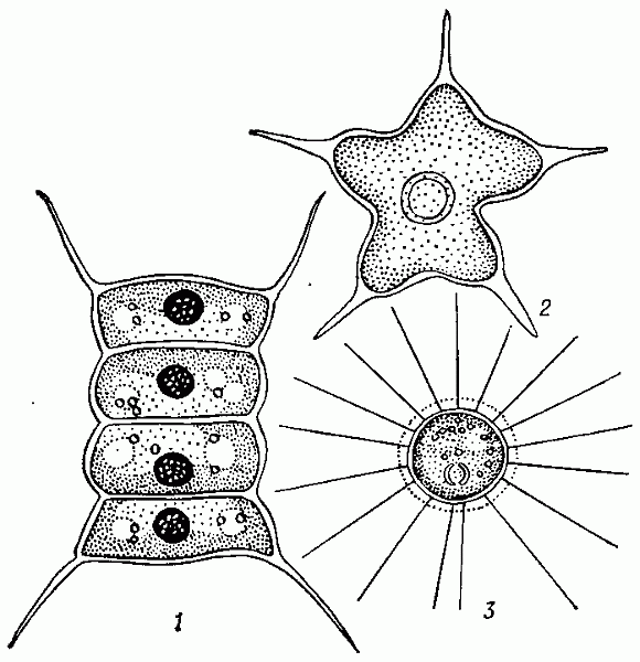  Хлорококковые водоросли: 1 - сценедесмус (Scenedesmus quadricaudu); 2 - тетраедрон (Tetraedron caudatum);3 - голенкиния (Golenkinia radiata).