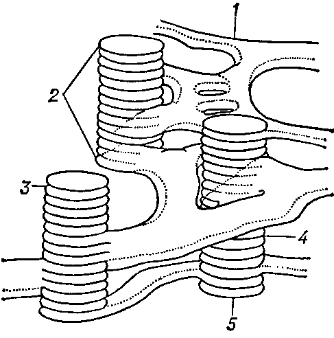 Часть тилакоидной системы: 1 - тилакоид стромы (фрет); 2 - грана; 3 - полость тилакоида; 4 - перегородка между тилакоидами; 5 - тилакоид граны (отсек).