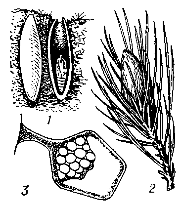 Коконы: 1 - лугового мотылька (Laxostege sticticalis) в почве (правый в разрезе); 2 - соснового коконопряда (Dendrolimus piniy), 3 - сложный яйцевой кокон (в разрезе) паука (Adrоеса brunnea).