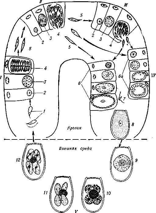 Жизненный цикл кокцидии схема
