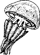 Корнеротая медуза (Rhizostoma pulmo).