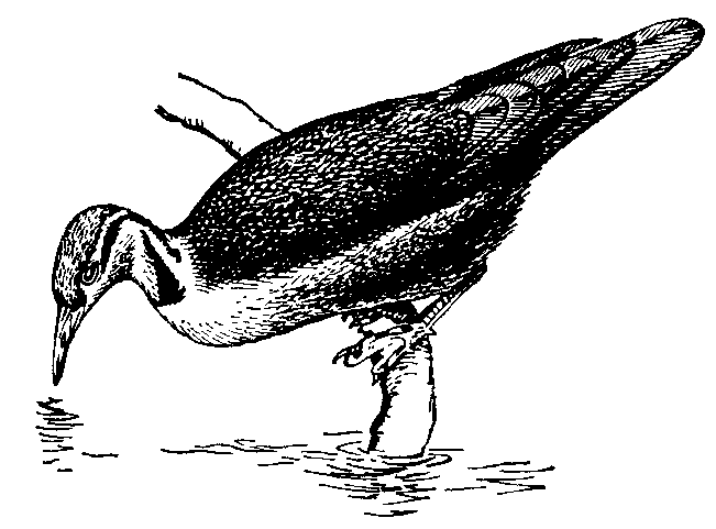 Лапчатоног (Podica senegalensis).