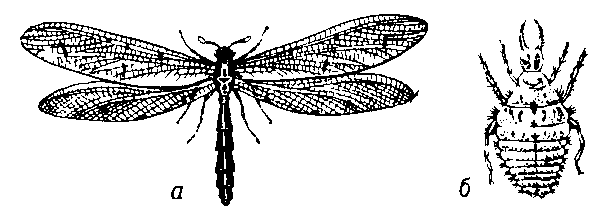 Обыкновенный муравьиный лев (а) и его личинка (б).