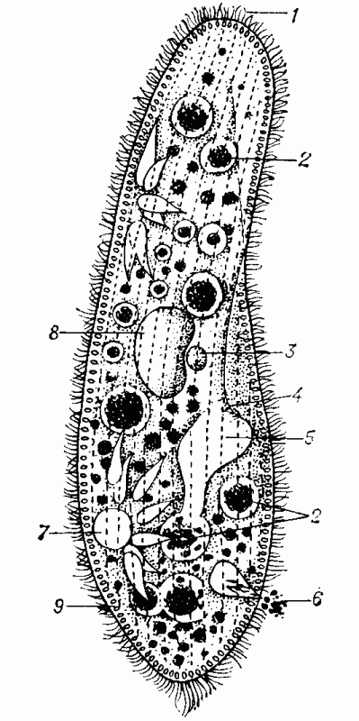 Схема строения (Paramecium caudatum): 1 - реснички; 2 - пишеварительвые вакуоли; 3 - микронуклеус; 4 - ротовое отверстие; 5 - «глотка»; 6 - непереваренные остатки пиши, выброшенные из сократительной вакуоли; 7 - сократительная вакуоль; 8 - макронуклеус; 9 - трихоцисты.