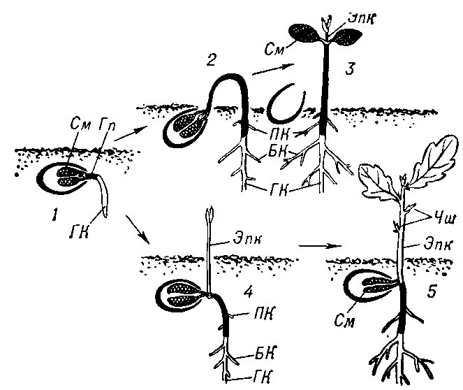 Надземное и подземное прорастание семян схема