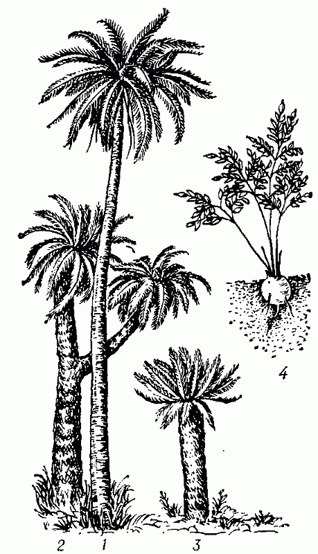 <strong>Саговниковые</strong>: 1 - микроцикас красиво-кронный (Microcycas calocoma); 2 - энцефаляртос поперечно-жильчатый (Encephalartos transvenosus); 3 - саговник поникающий; 4 - бовения мелкопильчатая (Bozvenia serrulata).