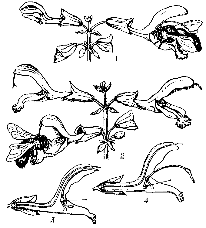 Схема опыления у шалфея: 1 - часть соцветия (в правый цветок проникает шмель, на спинку к-рого опускается пыльник с пыльцой); 2 - часть соцветия с цветками на различных ступенях развития: в правом цветке полностью развились тычинки, а лопасти рыльца ещё сомкнуты (протандрия), в двух левых, более старых цветках лопасти рыльца разошлись и рыльце опустилось вниз ко входу в цветок, шмель с пыльцой на спинке, проникая в цветок, касается рыльца и опыляет его; 3 и 4 - продольный разрез цветка (стрелка показывает направление движения шмеля к нектарнику и механизм опускания пыльника).