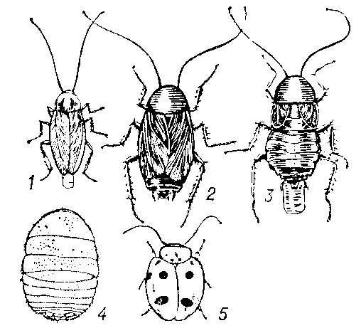 <strong>Таракановые</strong>: 1 - прусак (самка с оотекой); 2, 3 - чёрный таракан (соответственно самец и самка с оотекой); 4 - техасский муравьелюб (Attapkila fungicola), живущий в гнёздах муравьев-листорезов; 5 - филиппинский таракан (Prosoplecta semperi).