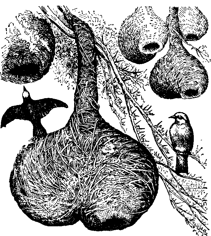 Гнёзда капского ткача (Ploceus capensis).