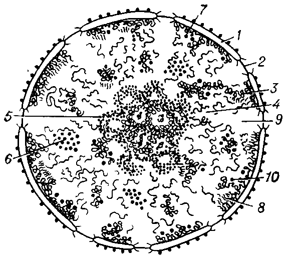 Схема ультраструкту риой организации интерфазного ядра: 1 - ядерная мембрана с порами (2), 3 - плотный хроматин; 4 - рыхлый хроматин; 5 - ядрышко; 6 - интерхроматиновые гранулы; 7 - перихроматиновые гранулы; 8 - перихроматиновые фибриллы; 9 - кариоплазма. 