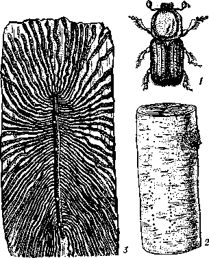 Берёзовый заболонник: 1 - жук; 2 - часть ствола берёзы с отдушинами; 3 - ходы под корой.