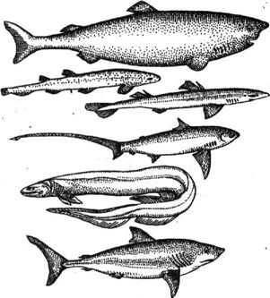 <strong>Акулы</strong> (сверху вниз): гренландская, морской кот, колючая, морская лисица, плащеносная, сельдевая