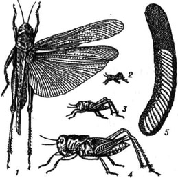 Азиатская саранча: 1 - взрослое насекомое; 2-4 - личинки 1-го, 3-го и 5-го возрастов; 5 - кубышка (боковая стенка снята)