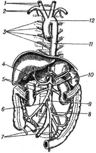 <strong>Аорта</strong> человека с отходящими от неё сосудами : / -сонные артерии; 2 -подключичныеартерии; 3 межрёберные артерии; 4 - печёночная артерия; 5 - почечные артерии; 6 - верхняя брыжеечная артерия; 7 - подвздошные артерии; 8 -нижняя брыжеечная артерия; 9 - брюшная аорта; 10 селезёночная артерия; // - грудная аорта; 12 - дуга аорты