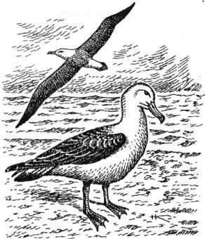 Темноспинный альбатрос