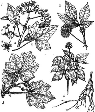 Аралиевые: / - плющ обыкновенный (а - цветущая ветвь, 6 - лопастный лист, в - цветок, г - цветок в разрезе); 2 - элеутерококк колючий; 3 ~ заманиха, или оплопанакс высокий; 4 - женьшень обыкновенный
