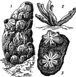 <strong>Асцидии</strong> (1 и 2 - одиночные, 3 - колониальная): 1 -Phallusia mammillata; 2 - Ciona intestinalis (группа из 4 особей); 3 - две колонии Botryllus violaceus (на камне)