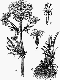 <strong>Валериана</strong> лекарственная: а - верхняя часть цветущего растения; 6 - корневище с корнями; в - цветок; г - плод с хохолком