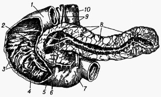 Двенадцатиперстная кишка и поджелудочная железа человека: / - верхняя горизонтальная часть кишки; 2 - отверстие добавочного выводного протока подлее дудочной железы; 3 - нисходящая часть кишки; 4 - отверстие выводных протоков поджелудочной железы и печени; 5 - нижняя горизонтальная часть кишки; 6 - выводные протоки поджелудочной железы; 7 -восходящая часть кишки; 8 - поджелудочная железа; 9 - жёлчный проток; 10 - воротная вена