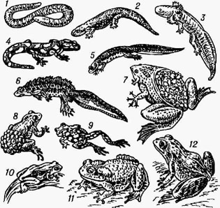 <strong>Земноводные</strong>: 1 - кольчатая червяга; 2 - амби-стома; 3 - аксолотль; 4 - огненная саламандра; 5,6- гребенчатый тритон (самка и самец); 7 - пипа суринамская; 8 - повитуха; 9 - жерлянка; 10 - квакша; 11 - серая жаба; 12 - зелёная лягушка