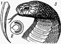 <strong>Кобры</strong>. Очковая змея: 1 - ядовитый зуб; 2 - ого поперечный разрез (в середине виден ядоносный канал); 3 - голова кобры