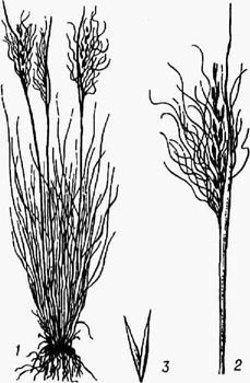 <strong>Ковыль</strong> волосатик: 1 - растение; 2 - метёлка; 3 - колосковые чешуи
