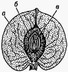 <strong>Костянка</strong> (однокосточ-ковая) в разрезе: а - наружный и средний сочные слои околоплодника; б - внутренний слой околоплодника из каменистых клеток; в - семя.
