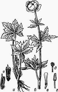<strong>Купальница</strong> европейская: а - нижняя часть растения с прикорневыми листьями; б - верхняя часть цветоносного побега; в - лепесток-нектарник; z - тычинка; д - гинецей; е - зрелые листовки