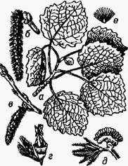 <strong>Осина</strong>: а - ветка с листьями; б - мужская серёжка; в - женская серёжка; г - пестичный цветок; д - тычиночный цветок; е - семя