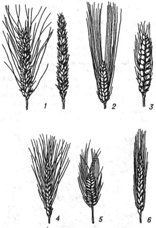 Виды пшеницы: 1 - мягкая; 2 - твёрдая; 3 - шарозёрная; 4 - полба-эммер; 5 - плотноколосая; 6 - персидская