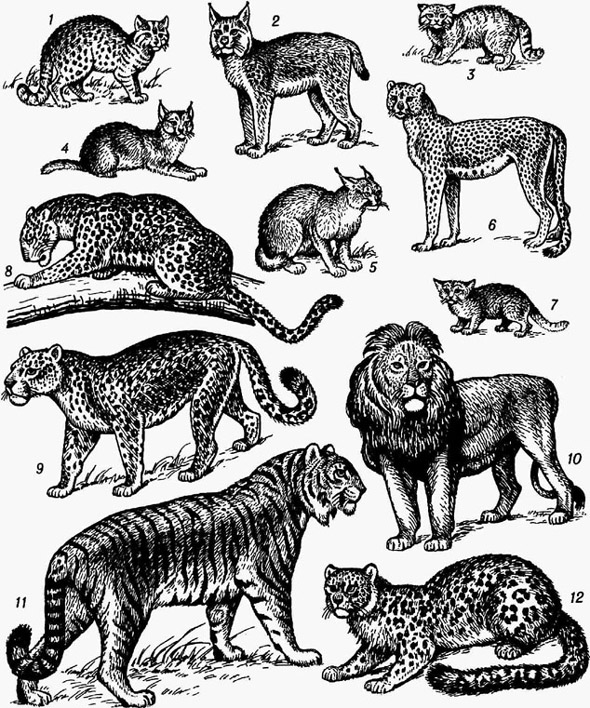 Кошачьи: 1 - бенгальская кошка; 2 - рысь; 3 - манул; 4 - камышовая кошка; 5 - каракал; 6 - гепард; 7 - барханная кошка; 8 - леопард; 9 - ягуар; 10 - лев; 11 - тигр; 12 - снежный барс. 